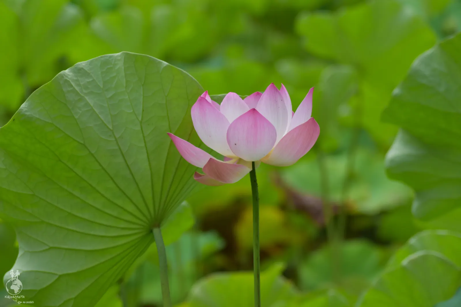 Botanická zahrada Sira Seewoosagura Ramgoolama