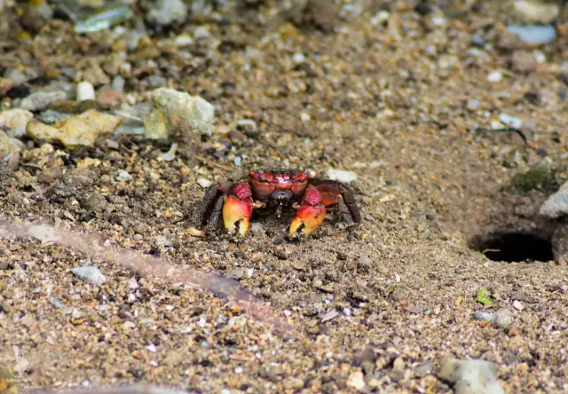 Krab