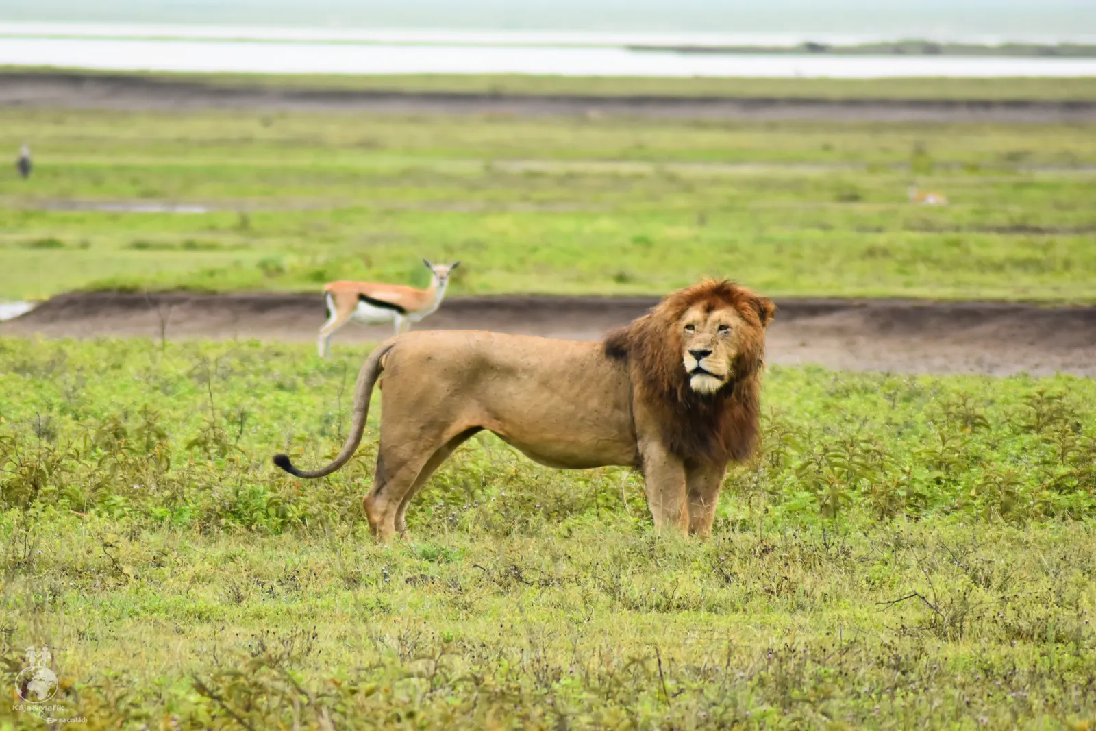 NP Ngorongoro