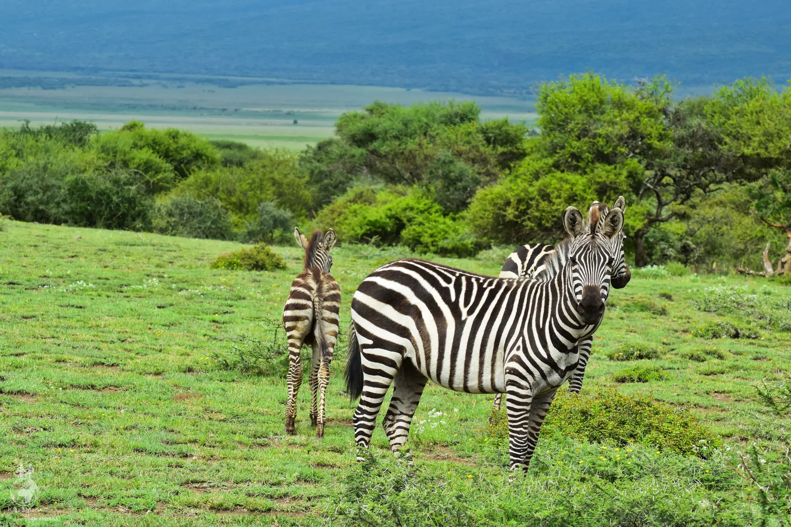 NP Serengeti