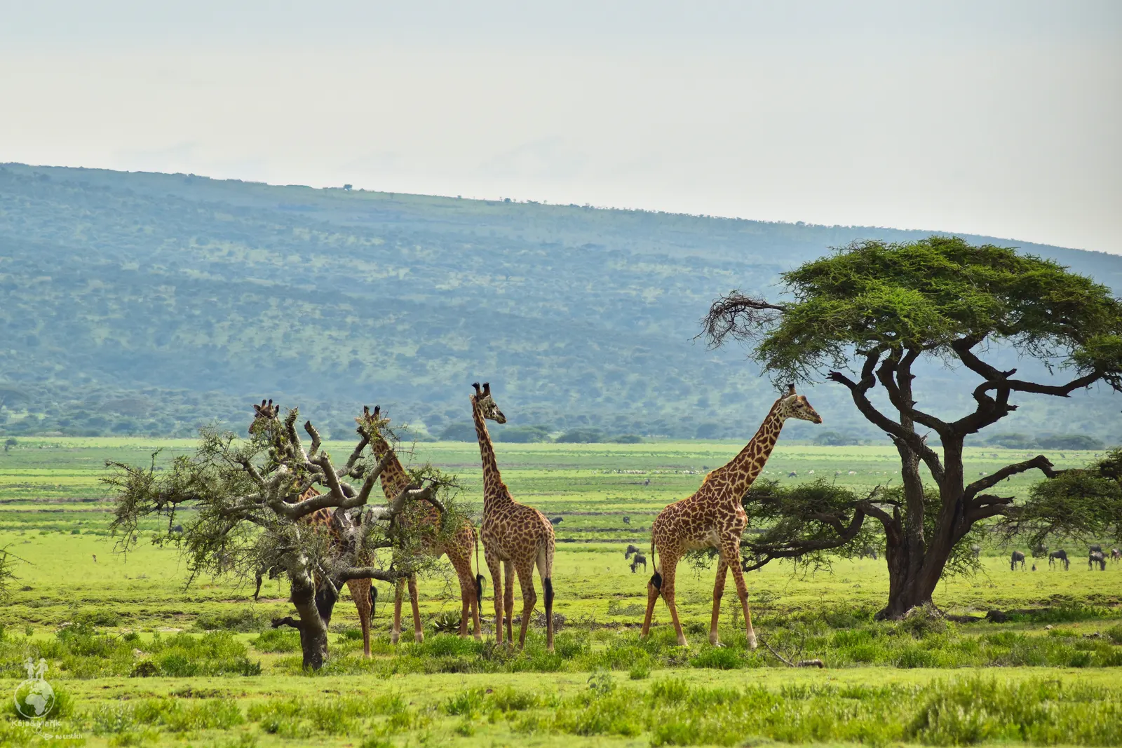NP Serengeti