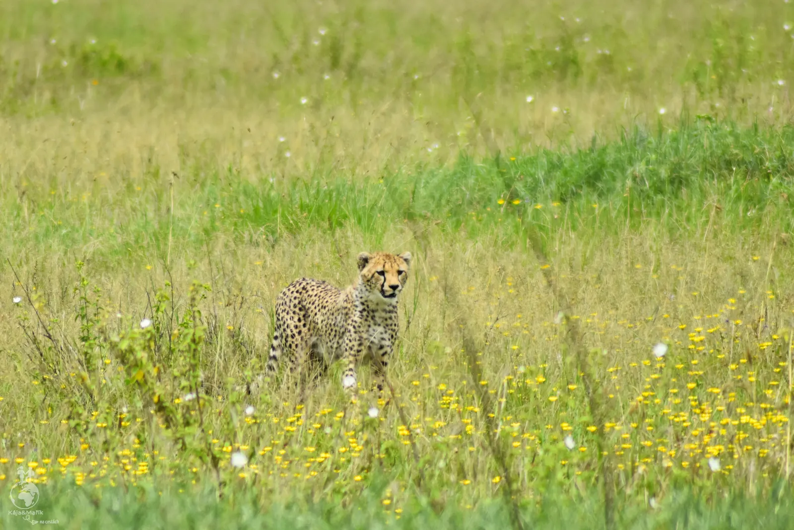NP Serengeti