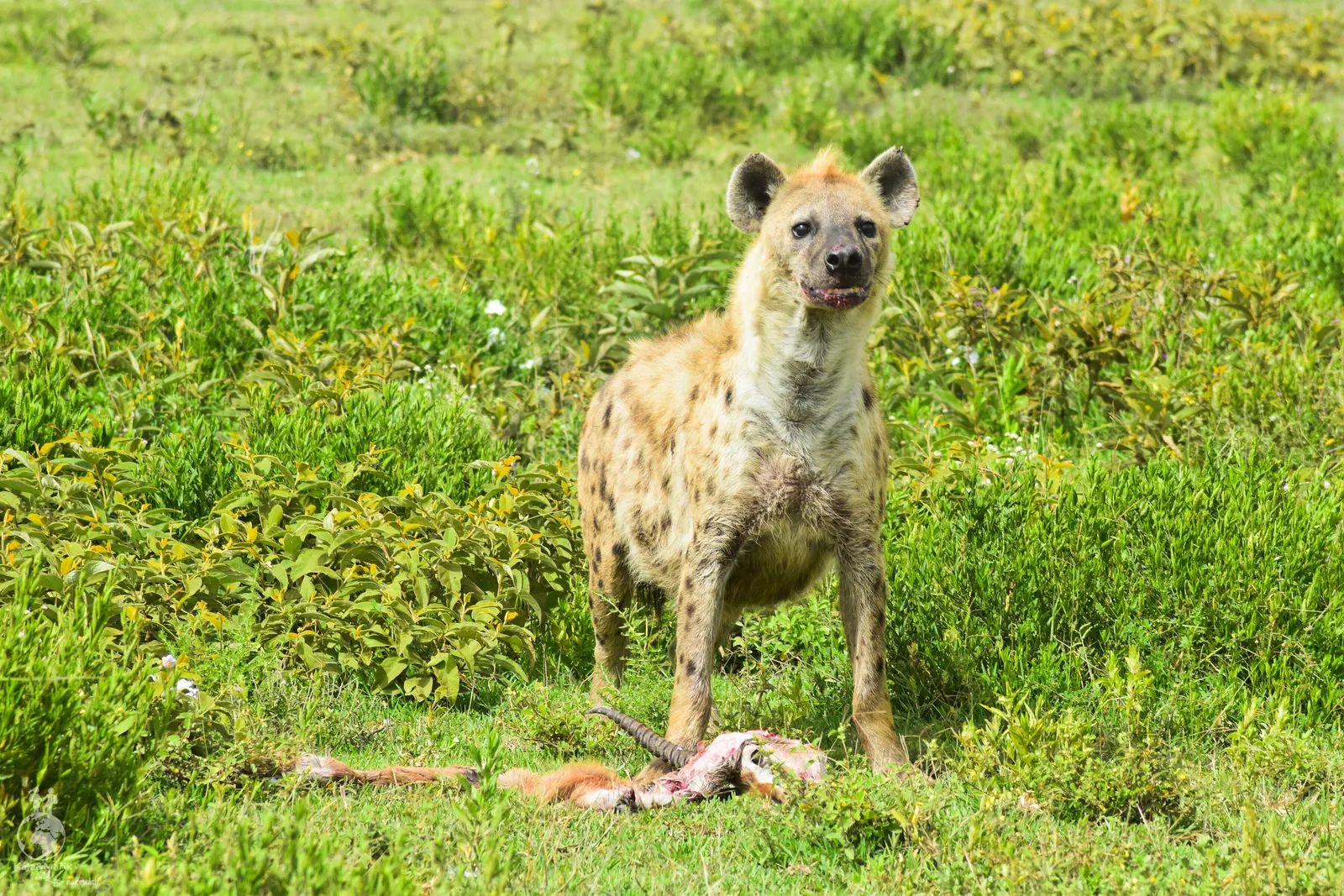 NP Serengeti