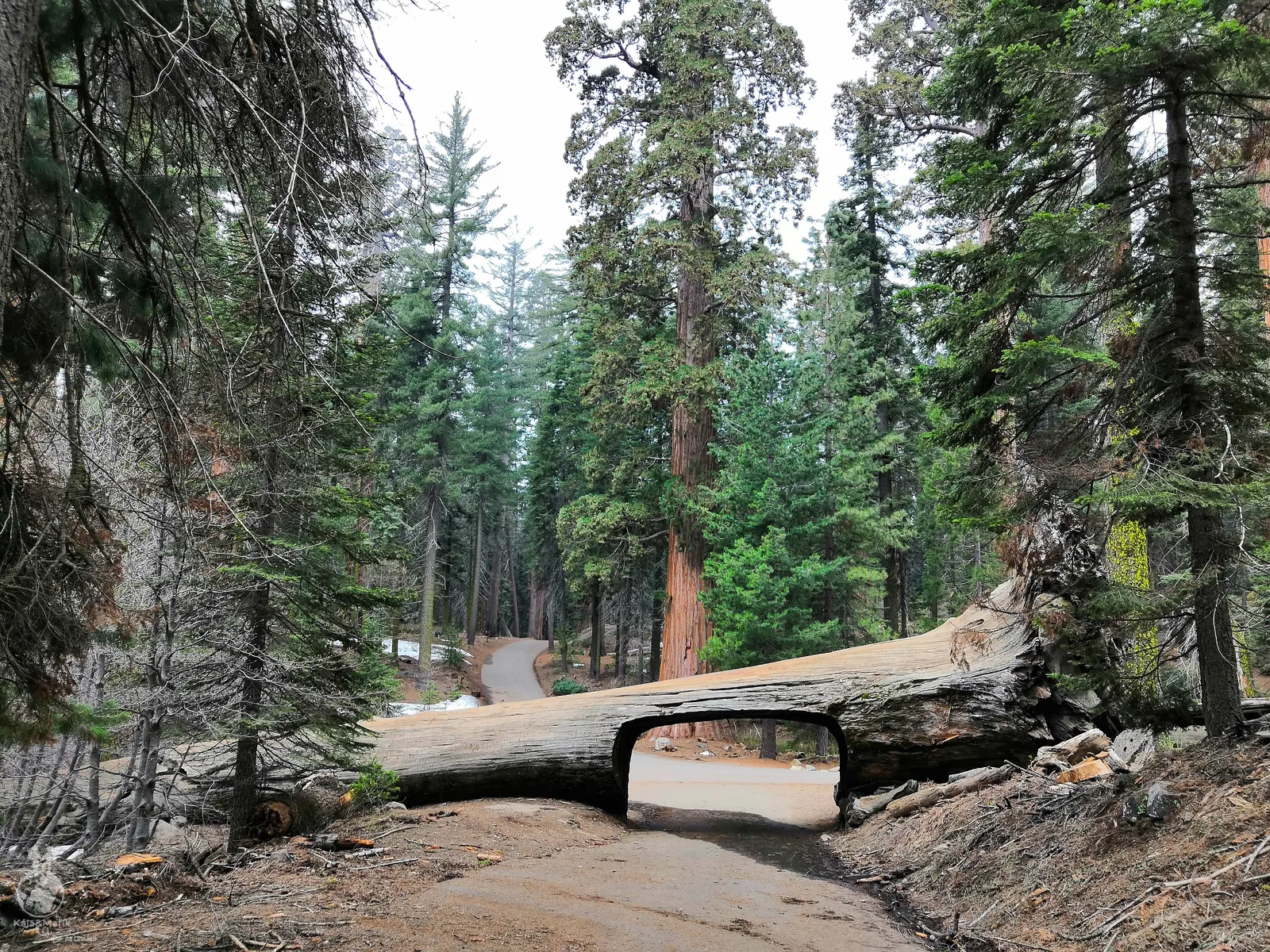 Tunnel Log v Sequoia National Park