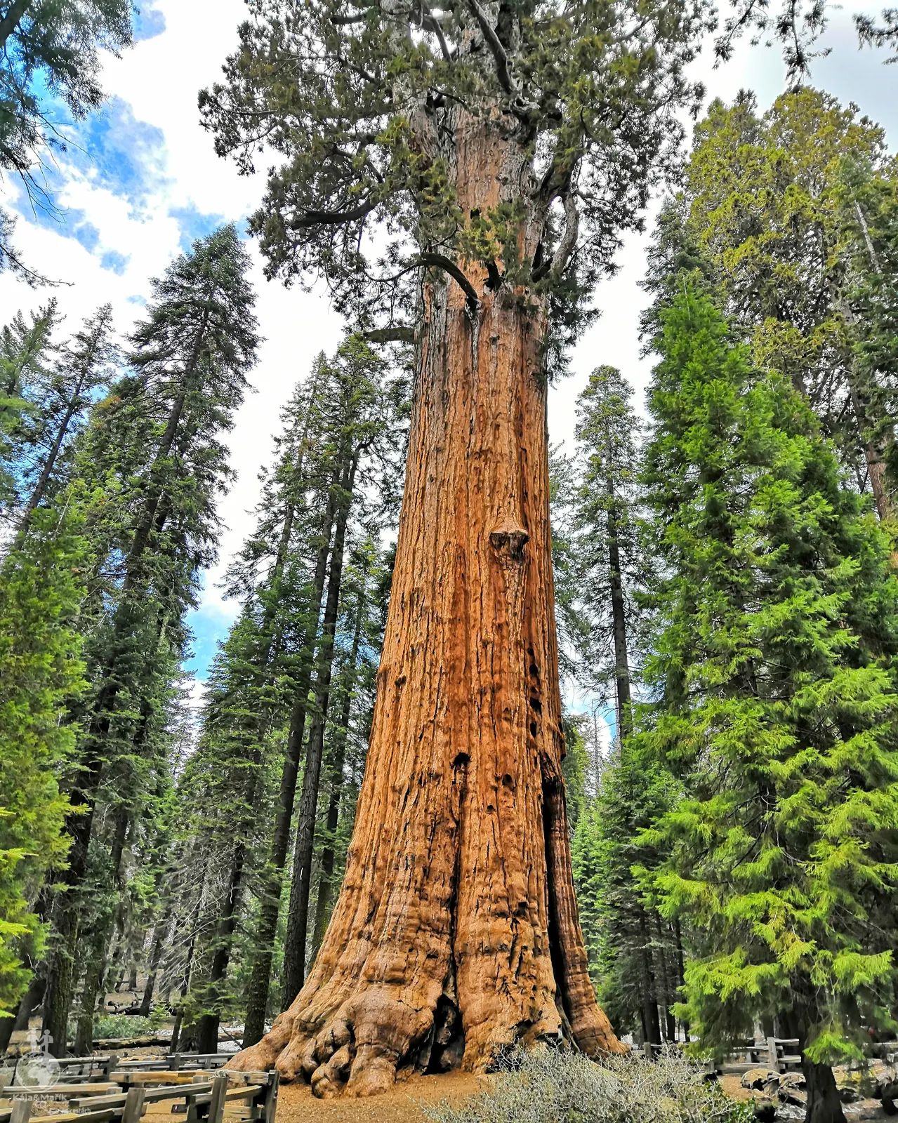 The General Sherman Tree