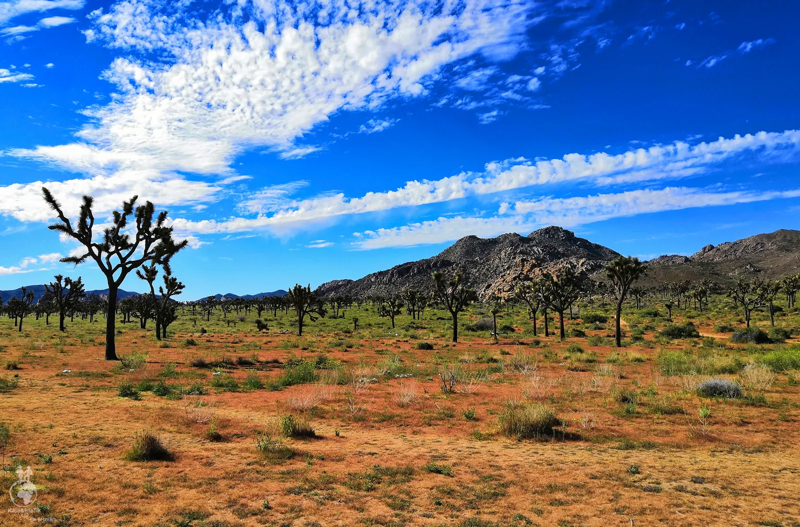 Joshua Tree National Park
