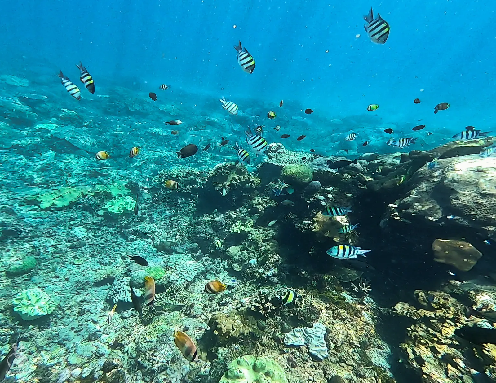 Šnorchlování Bali
