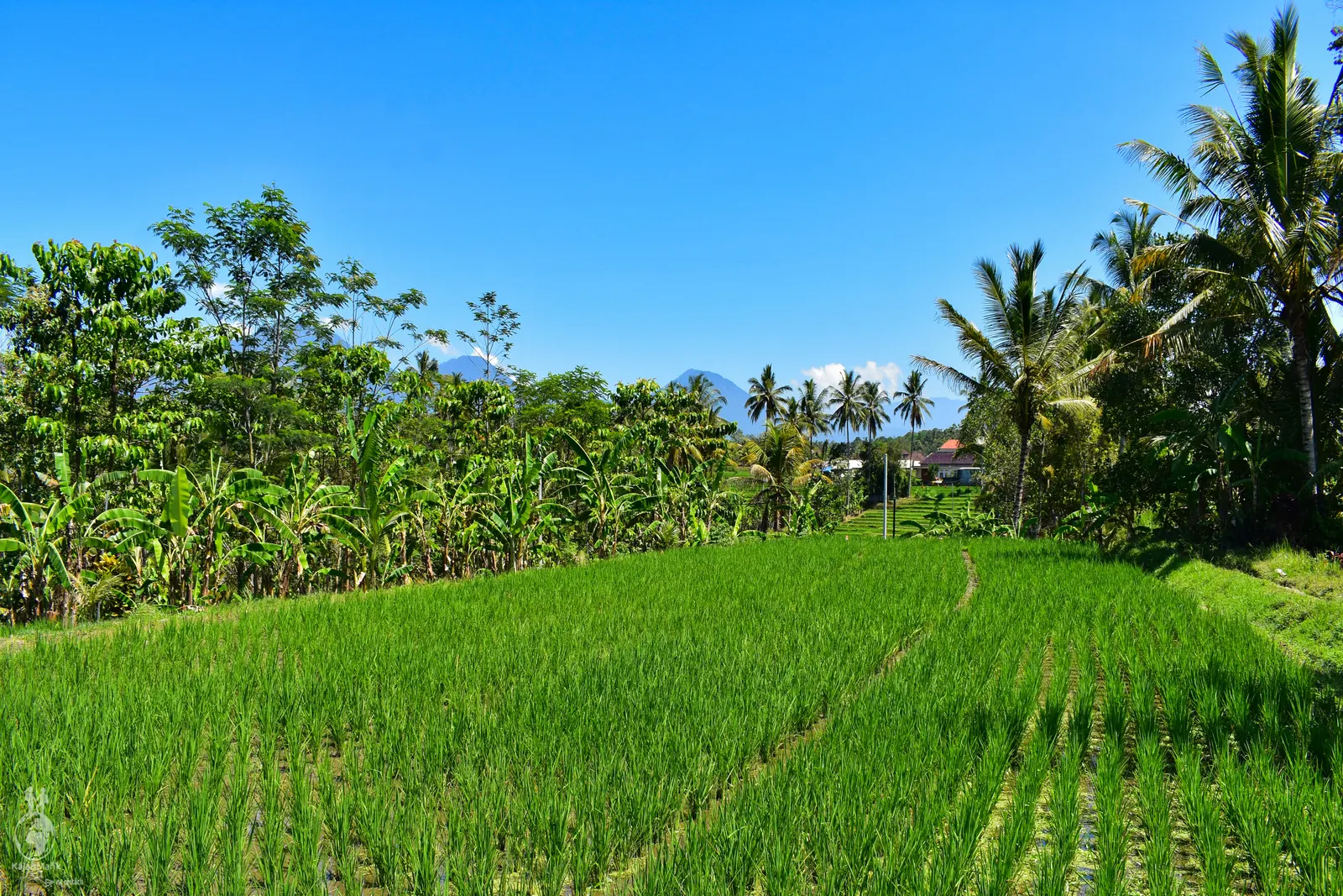 Všudypřítomné rýžové pole na Bali