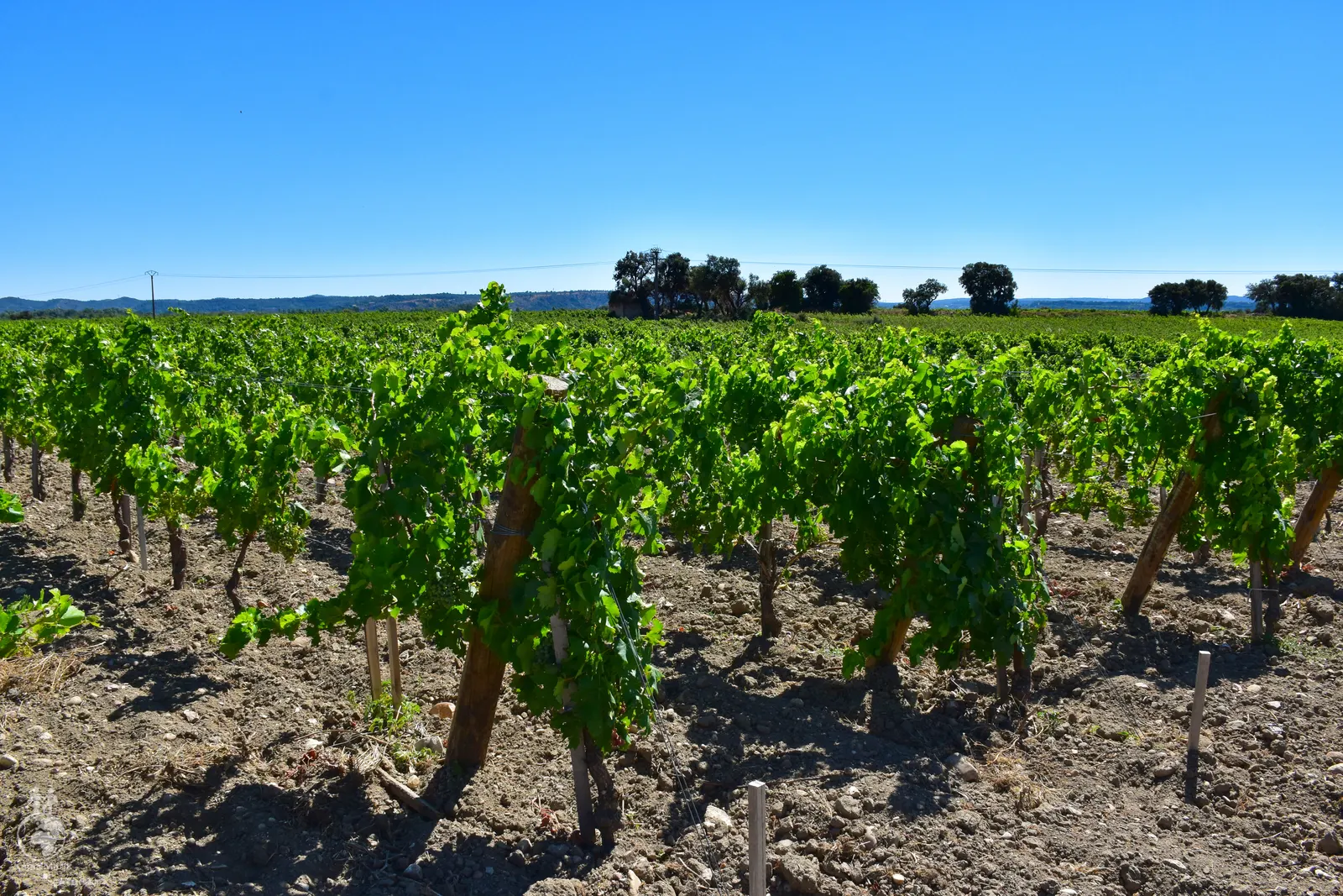 Vinice v okolí Châteauneuf-du-Pape