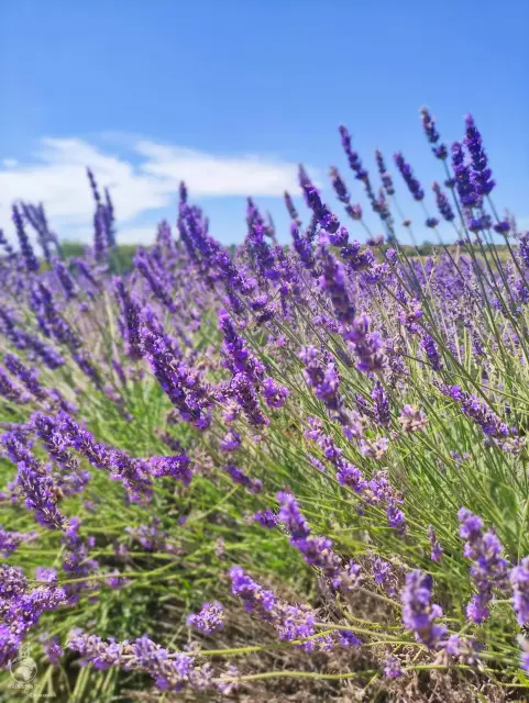 Provence – fotka 18