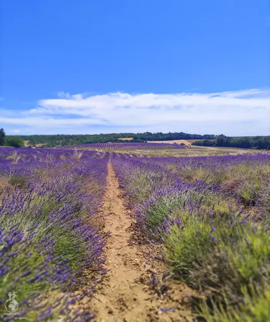 Provence – fotka 19