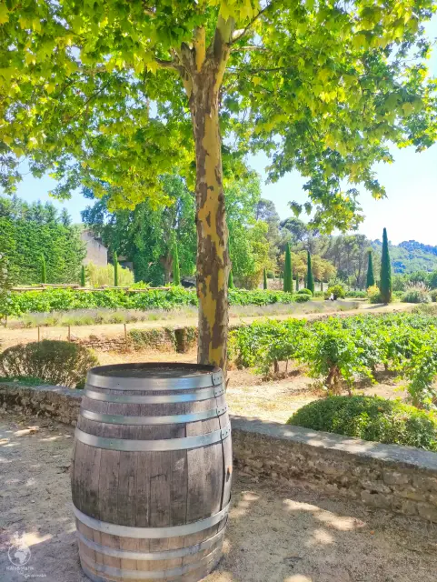 Provence – fotka 44