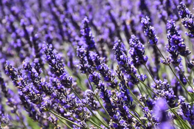 Provence – fotka 92