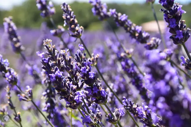 Provence – fotka 93