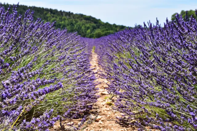 Provence – fotka 94