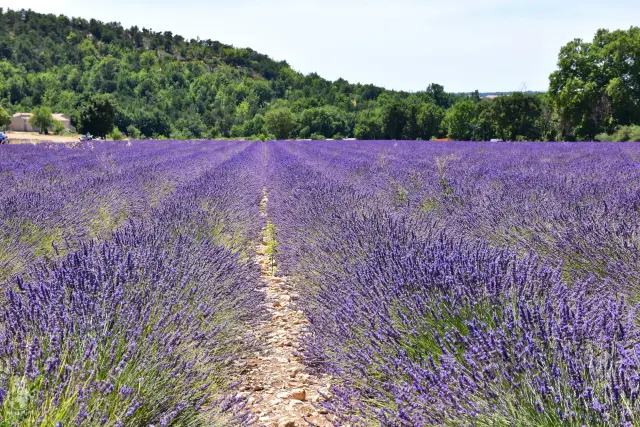 Provence – fotka 95