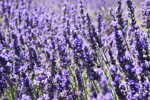 Provence – fotka 99