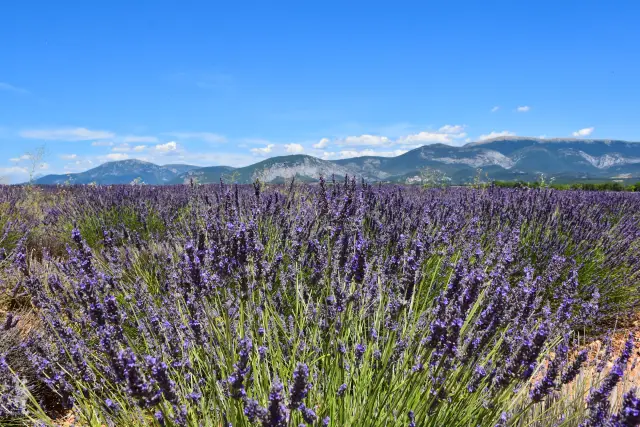 Provence – fotka 100