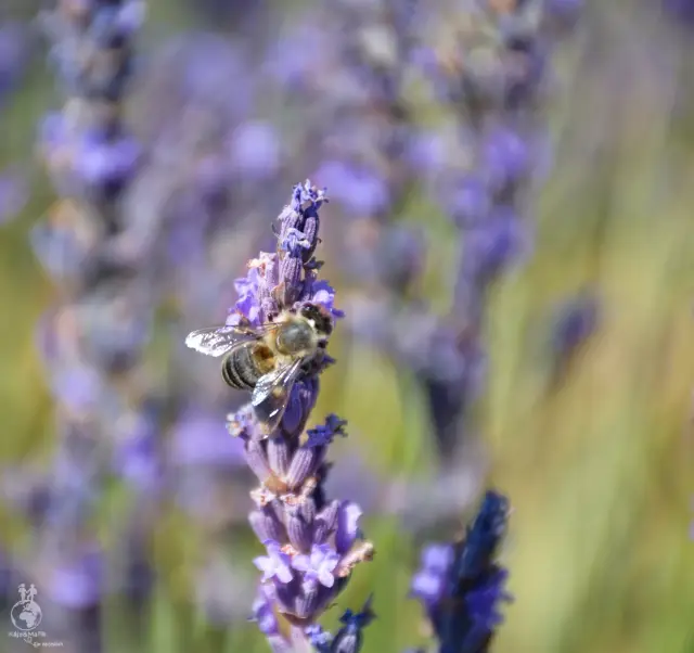 Provence – fotka 116