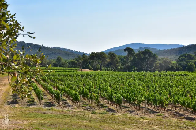 Provence – fotka 126