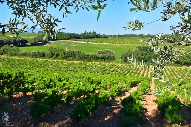 Provence – fotka 152
