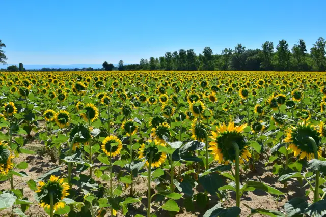 Provence – fotka 153