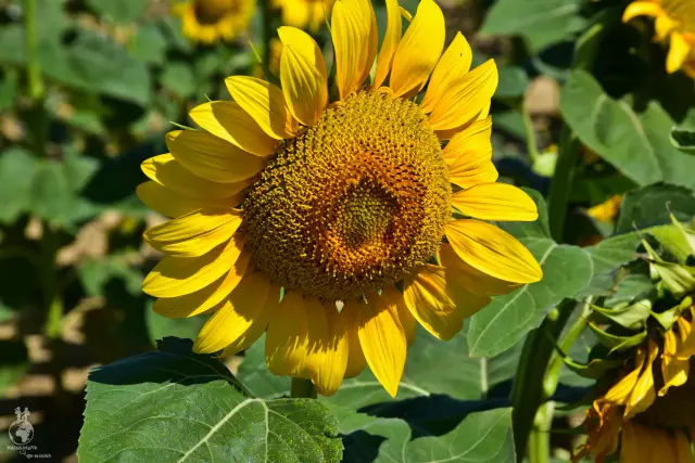 Provence – fotka 154