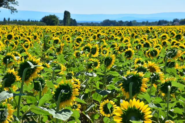 Provence – fotka 155
