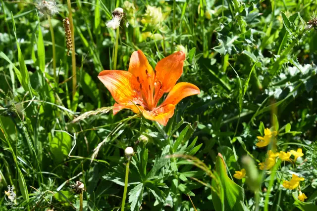 Dolomity – fotka 32